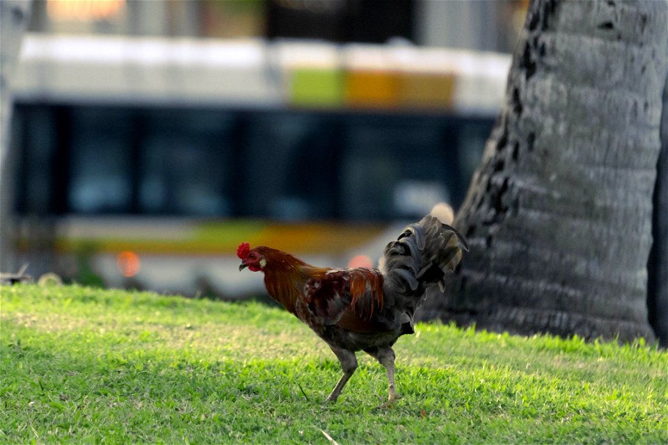City Chicken