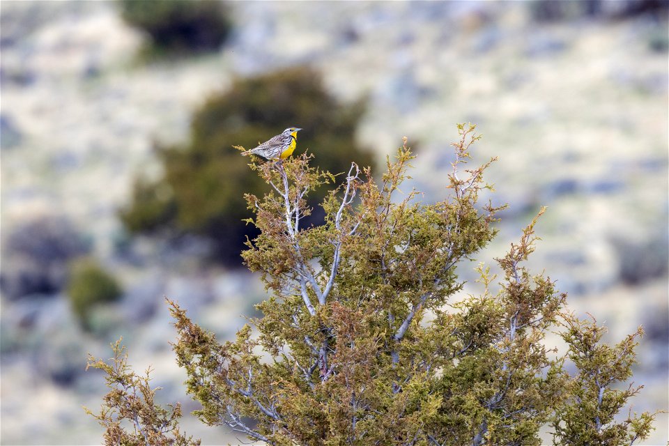 Western meadowlark perched on top of a tree