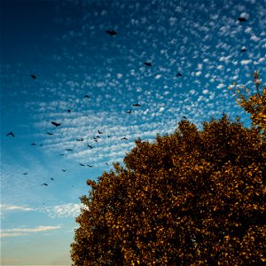Birds