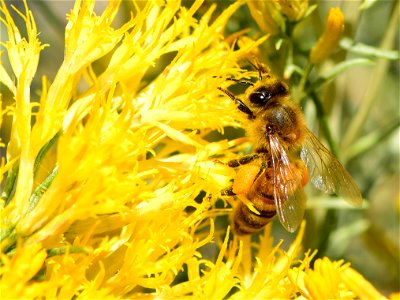 Western honeybee on rubbber rabbitbrush photo