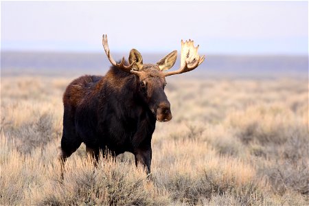 Moose at Seedskadee National Wildlife Refuge photo