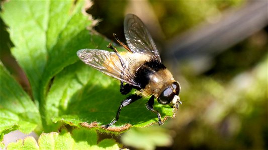 Merodon equestris var. equestris (Narzissenschwebfliege) beim Stretching