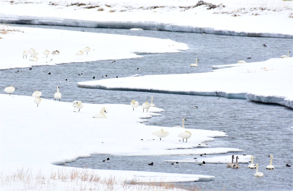Trumpeter swans at Seedskadee National Wildlife Refuge
