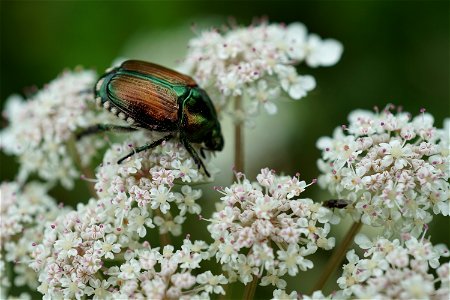 Japanese Beetle on Queen Ann's Lace photo