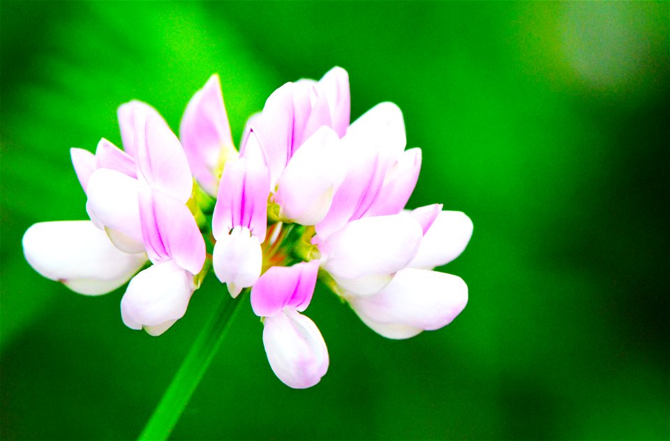 Crown vetch is a beautiful but invasive flower.