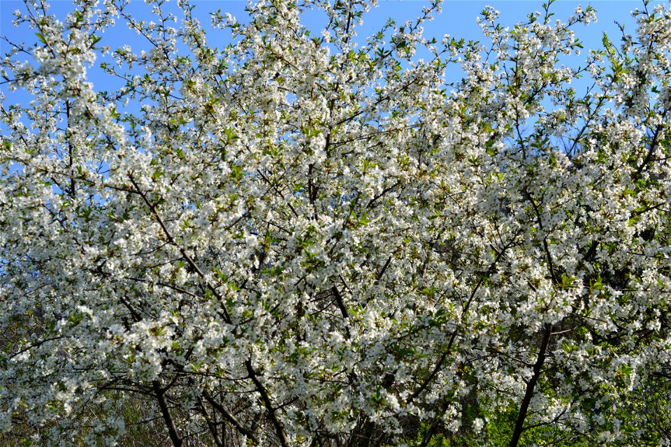 Spring ,April 2023