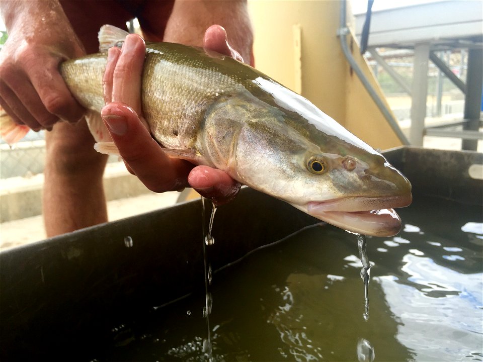 Colorado Pikeminnow photo