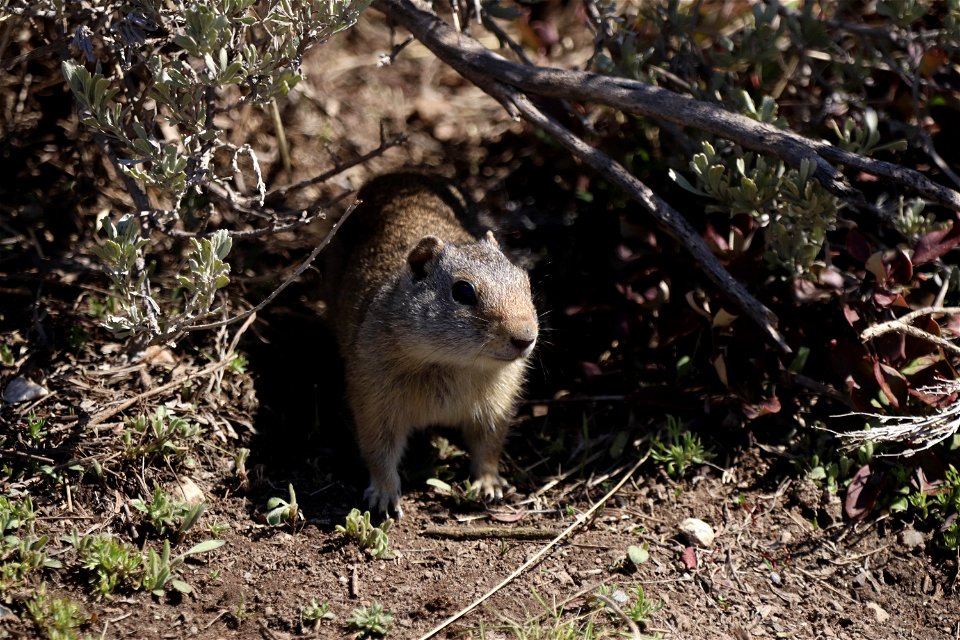 Uinta Ground Squirrel
