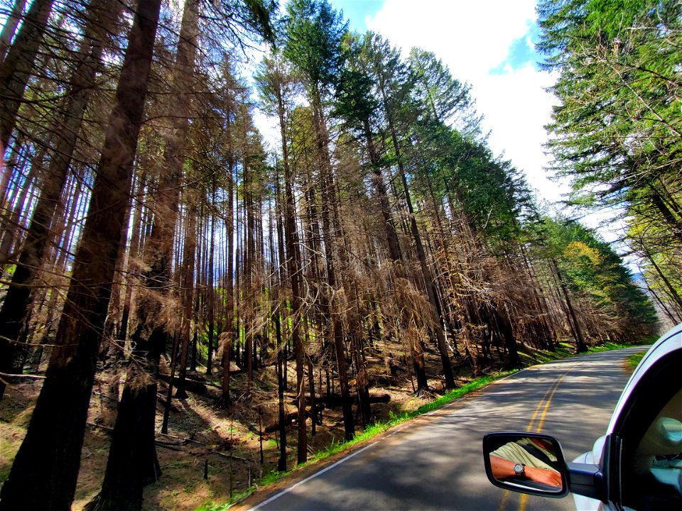 Fire damaged trees along Forest Road 57 on Mt. Hood National Forest