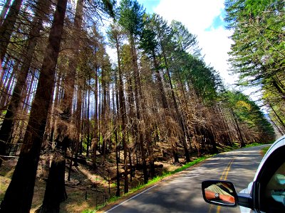 Fire damaged trees along Forest Road 57 on Mt. Hood National Forest