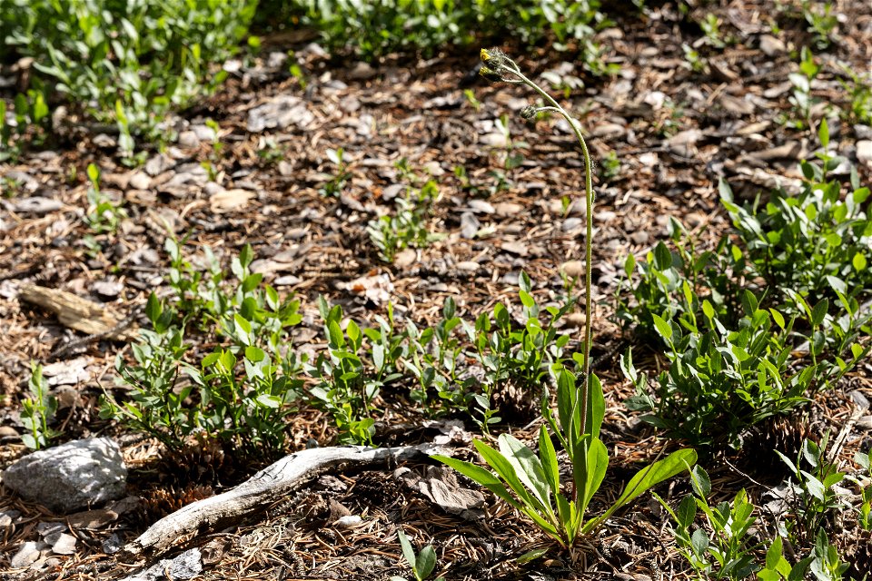 Hieracium triste photo