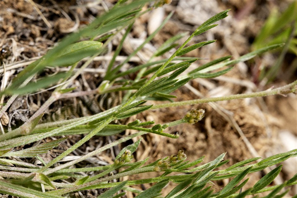 Astragalus miser