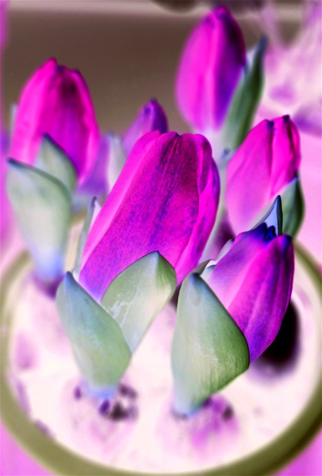 tulips_lalele-2023_0227_201648