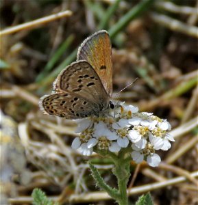 BLUE, SHASTA (Plebejus shasta) (8-3-2021) female, 9000-9600 ft, steen's mt , harney co, or -01 photo