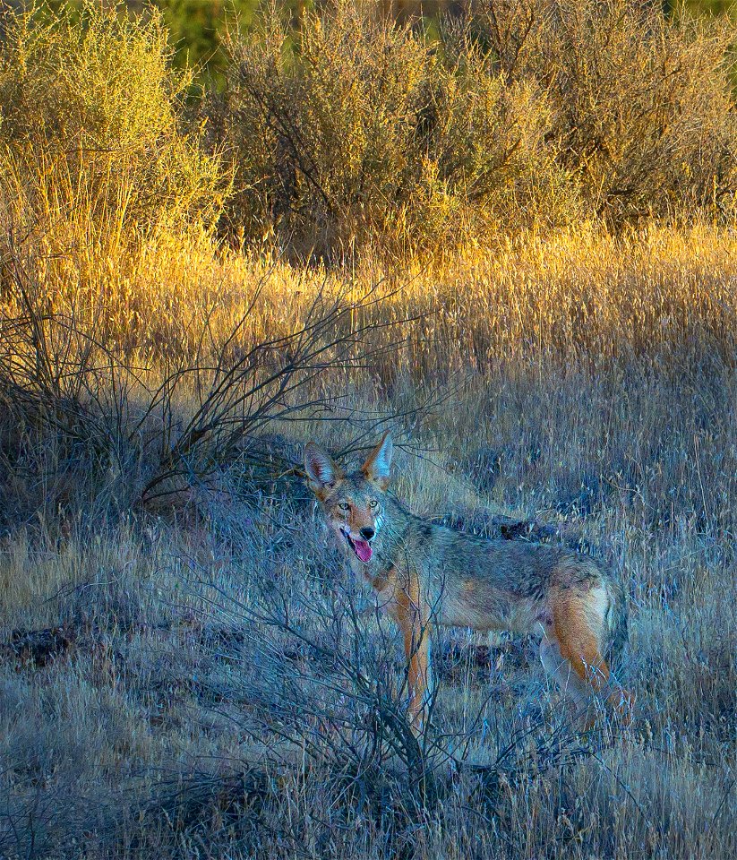Coyote on the Carrizo Plain National Monument photo