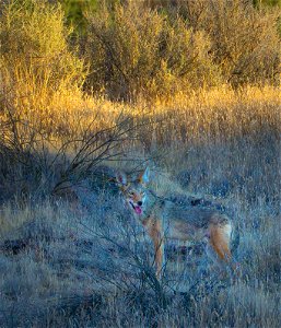 Coyote on the Carrizo Plain National Monument