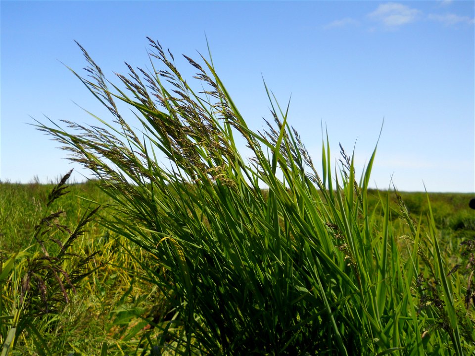 Windblown Grass