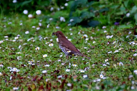 Song Thrush and Worms photo