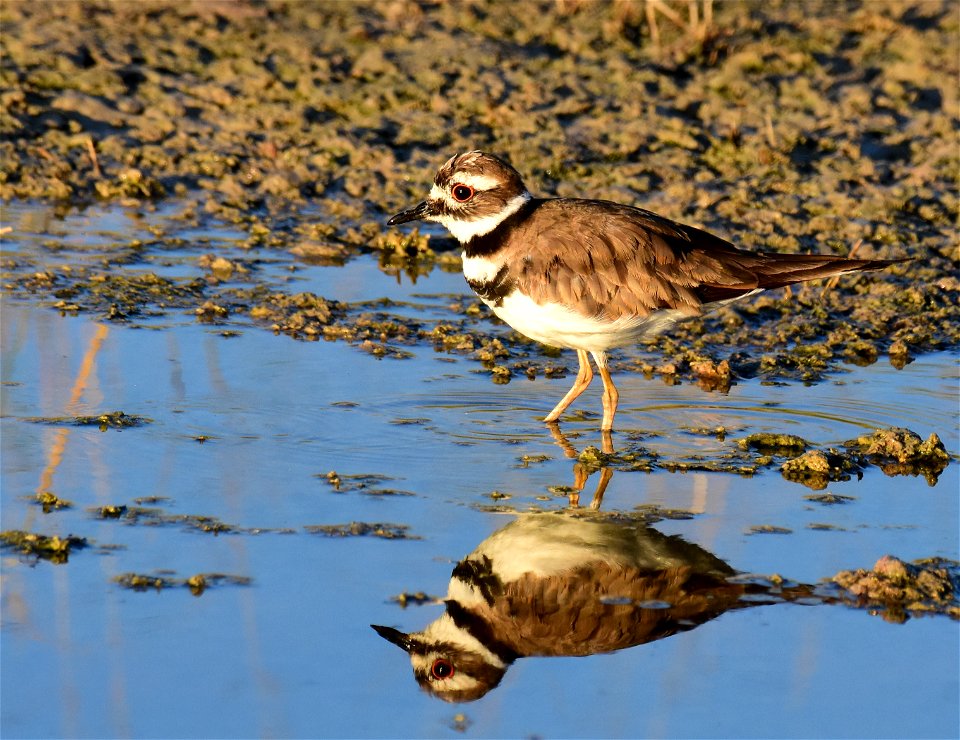 Killdeer at Seedskadee National Wildlife Refuge