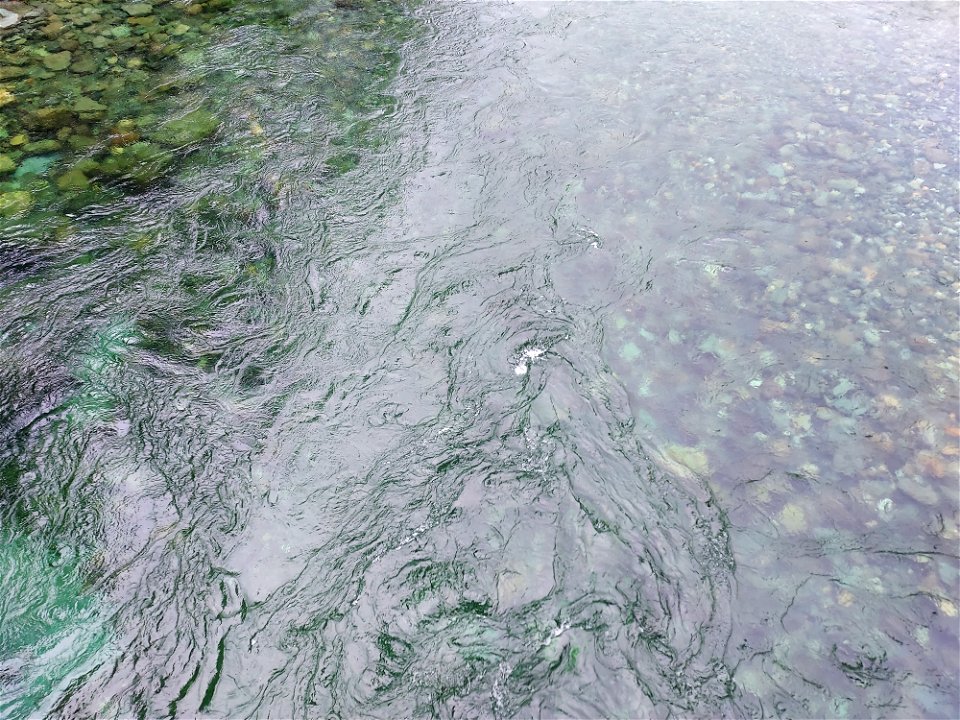Stillaguamish River at Big Four, Mt. Baker-Snoqualmie National Forest. Photo by Anne Vassar June 14, 2021.