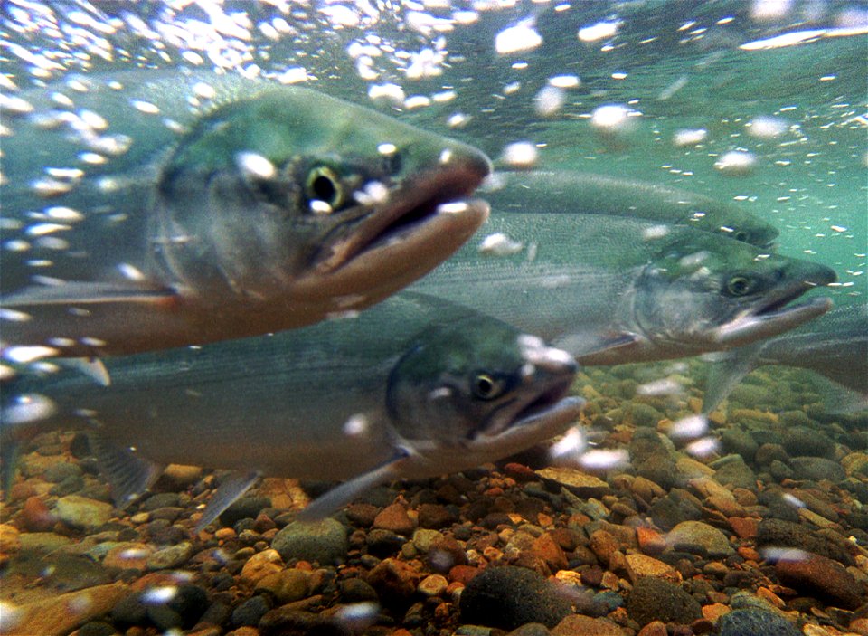 salmon migration