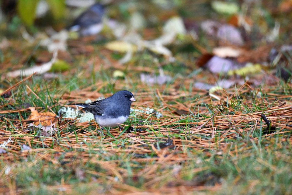 Dark-eyed junco photo