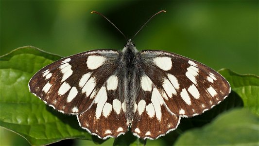 Melanargia galathea, ssp. satnia (Schachbrett)