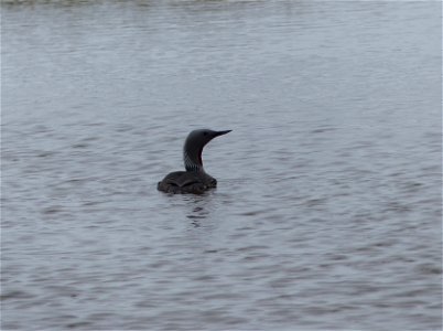 Red-throated Loon photo