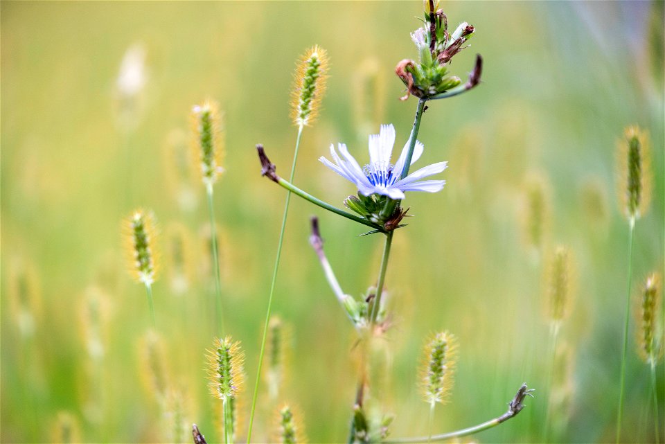 Chicory and Grass