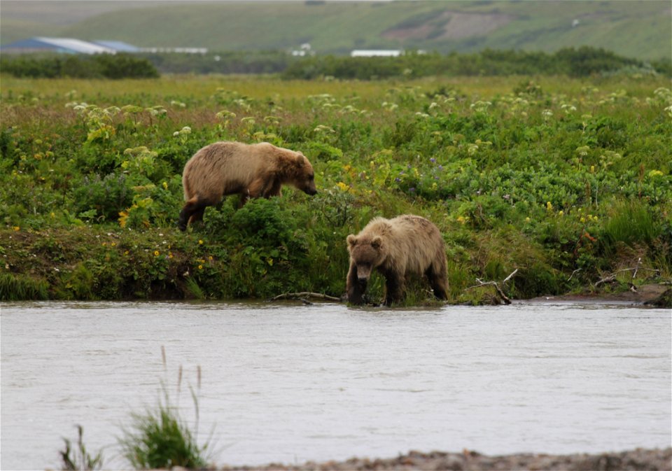 Brown Bear photo