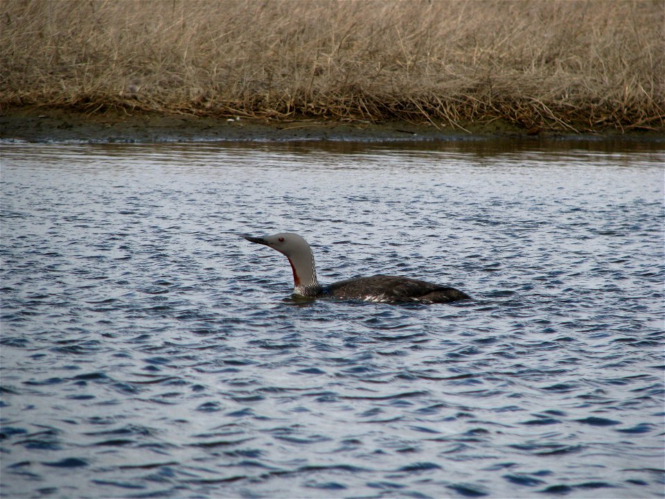 Red throated loon