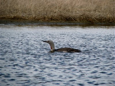 Red throated loon photo