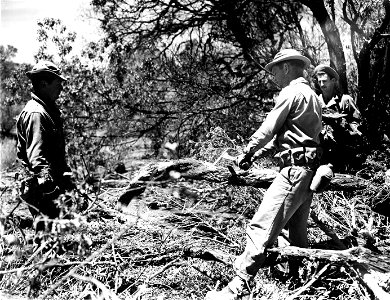 SC 151525 - Cpl. Edward Walker, Cpl. Woodrow Clark, and Capt. J. L. Davis are clearing the right of way. Hawaii. photo