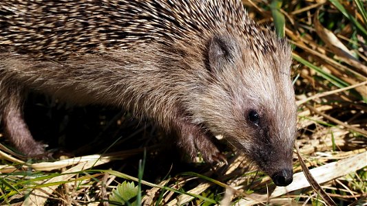 Der erste Igel ist schon unterwegs!