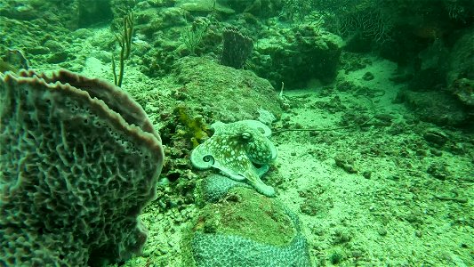 Floating away Octopus Diving Tayrona National Park from Taganga Colombia