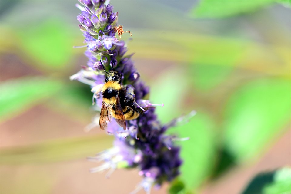 Bee on anise hyssop
