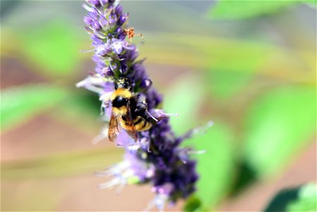 Bee on anise hyssop photo