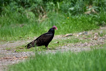 Turkey vulture photo