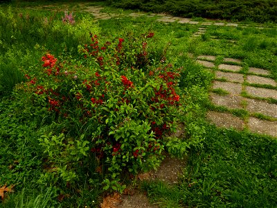 Herestrau Park in spring (29)