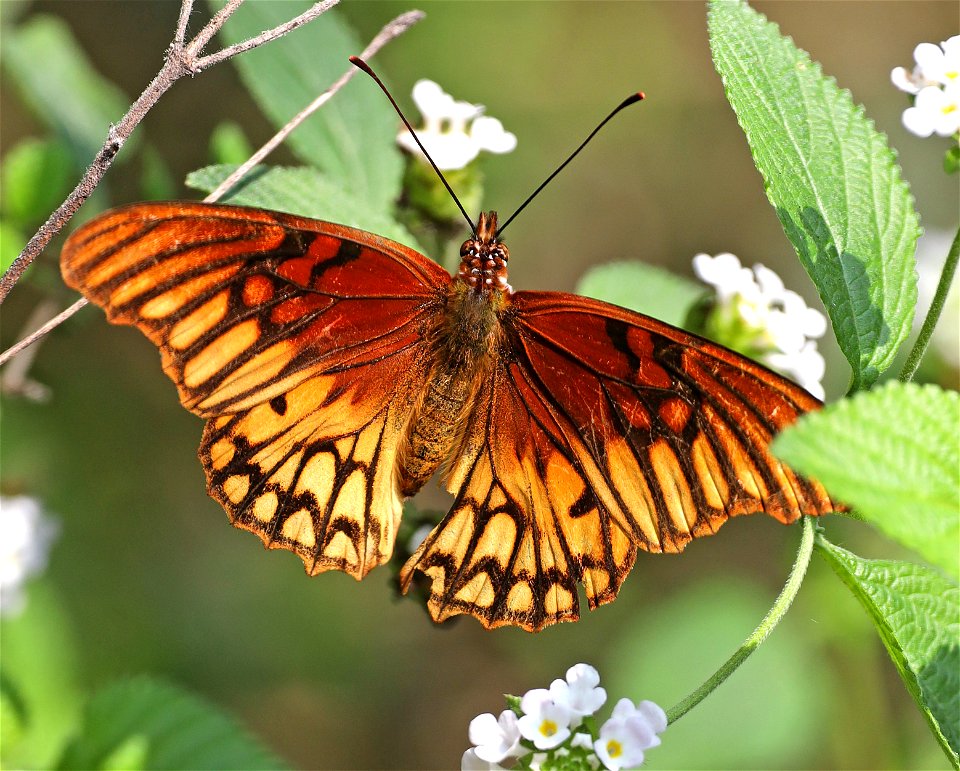SILVERSPOT, MEXICAN (Dione moneta) (12-09-2022) national buttrerfly center, mission, hidalgo co, tx -02