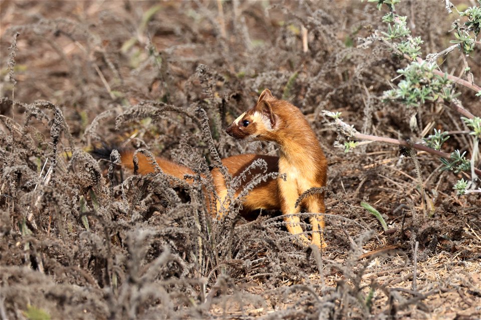 A long-tailed weasel