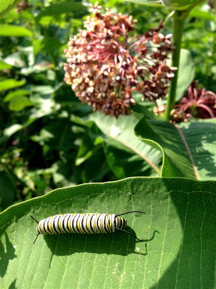 Monarch caterpillar