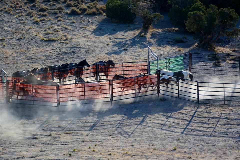 2021 Conger Herd Management Area Gather