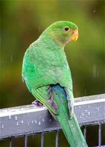 Female king parrot in the rain
