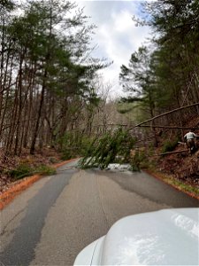 Hazard trees and storm damage