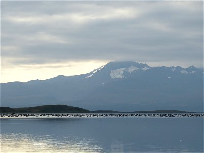 Brant at Izembek Lagoon
