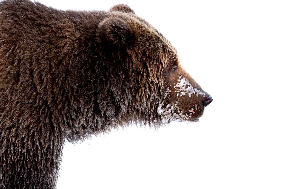 Kodiak brown bear in the snow.