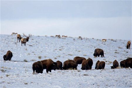 Bison, Elk, & Pronghorn on the National Elk Refuge