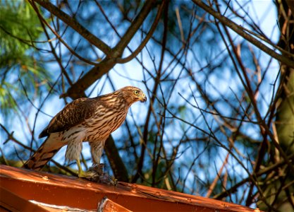 Cooper's hawk photo