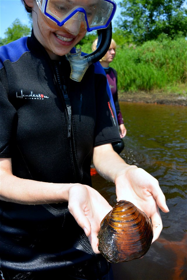 Sheepnose Mussel with Snorkeler